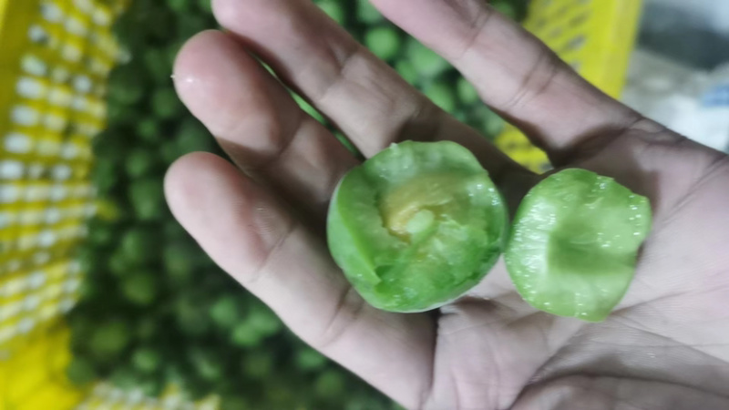 大量青梅上市，手摘的，棒打的都有