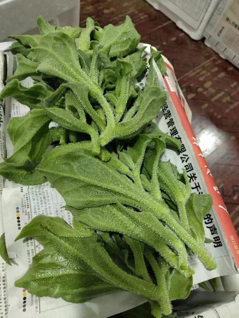 河北冰草种植基地一手货源对接各大批发商欢迎致电