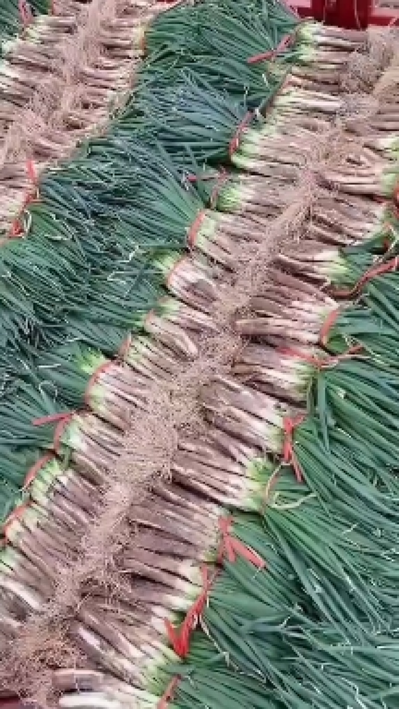 产地红葱，产地一手货源，欢迎订购