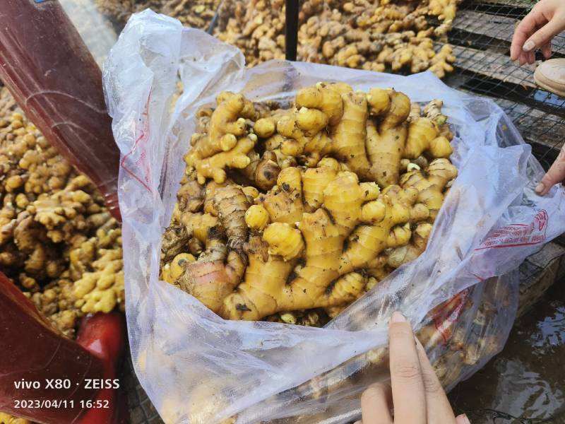 整年出售白姜，嫩姜小黄姜，大黄姜，国内国外都有货专业代办