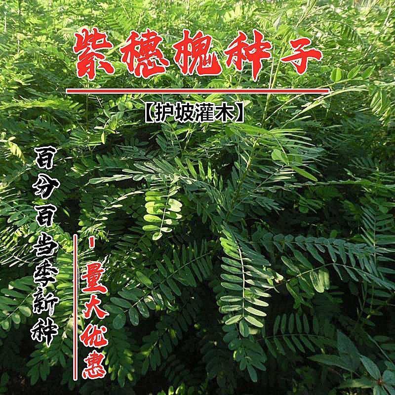 紫穗槐种子护坡复绿灌木种子多年生棉槐紫穗槐树种子板条蜜源