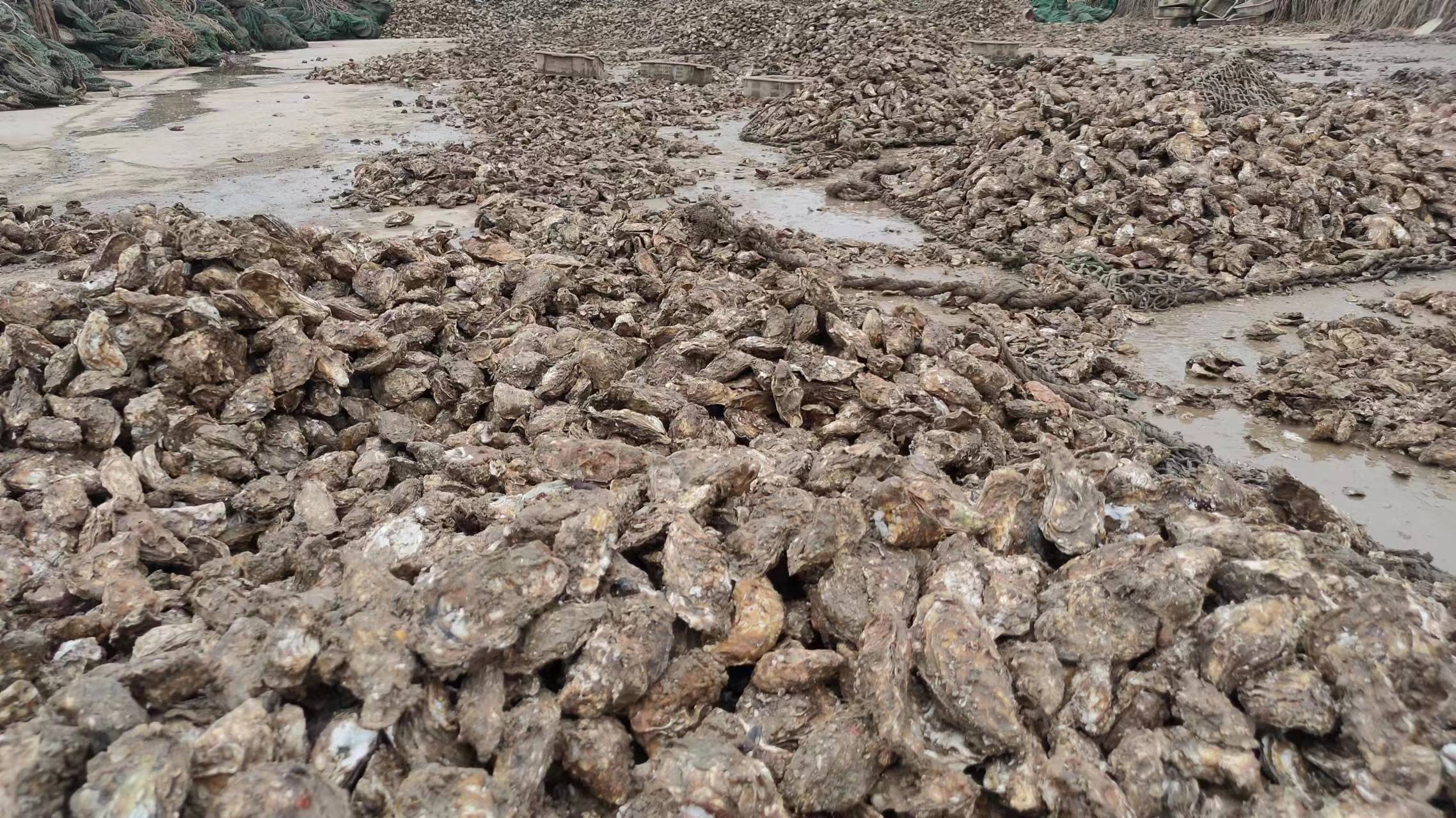 厨师手持不锈钢蚝刀，正以45度角插入生蚝壳缝，刀身反光，背景为冰桶中整齐排列的鲜活生蚝