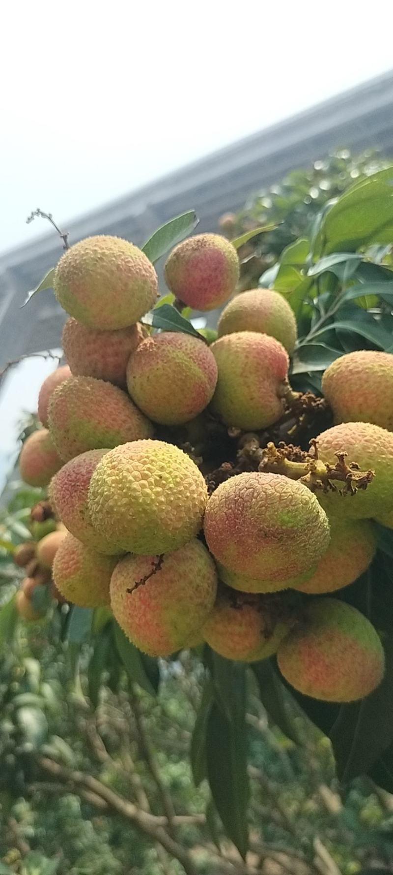 云南元阳县三月红荔枝大量上市，电商市场大量有货，一手货源