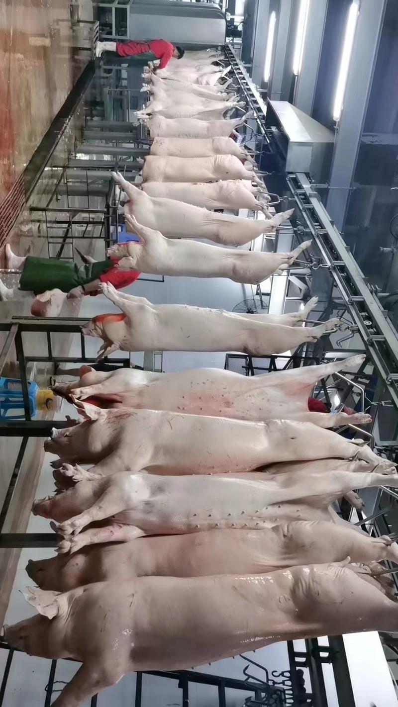 白条猪肉，分割猪肉
