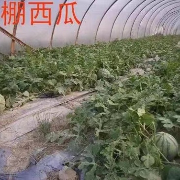 台州市三门县露天的精品8424