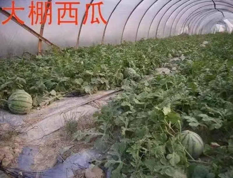 台州市三门县露天的精品8424