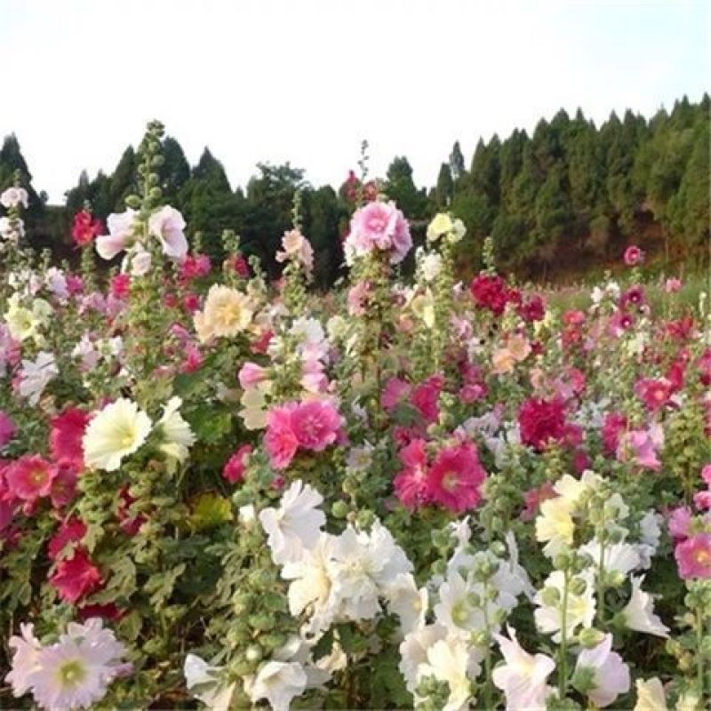 蜀葵花种子货源充足诚信经营品质保证出芽率高欢迎下单