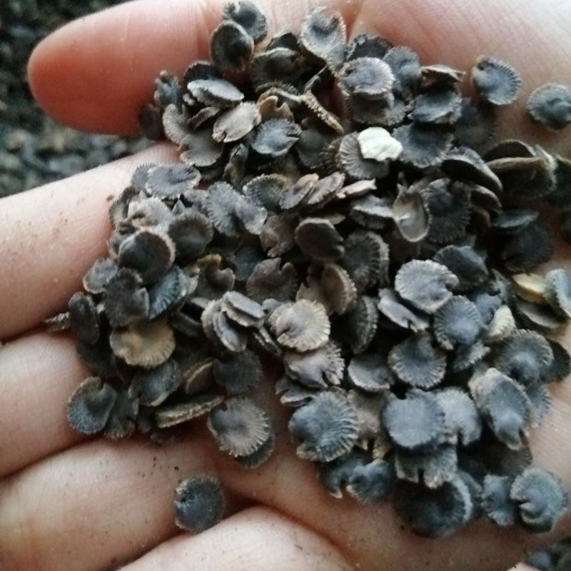 蜀葵花种子货源充足诚信经营品质保证出芽率高欢迎下单