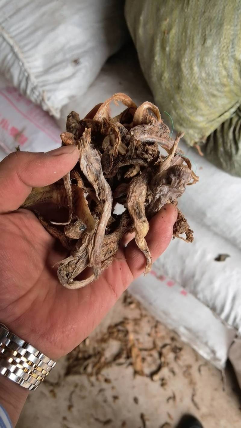 扇贝扇贝边扇贝肉鱼干鱼粉