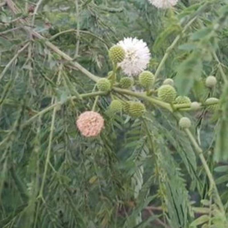 银合欢种子耐旱耐寒观赏绿化行道树荒山造林绿肥饲