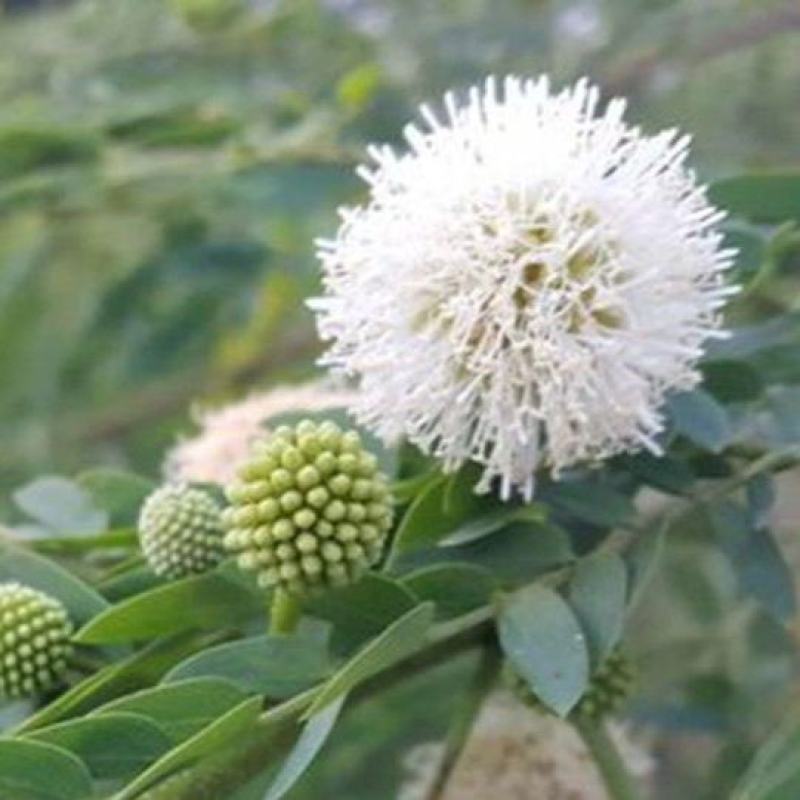 银合欢种子耐旱耐寒观赏绿化行道树荒山造林绿肥饲