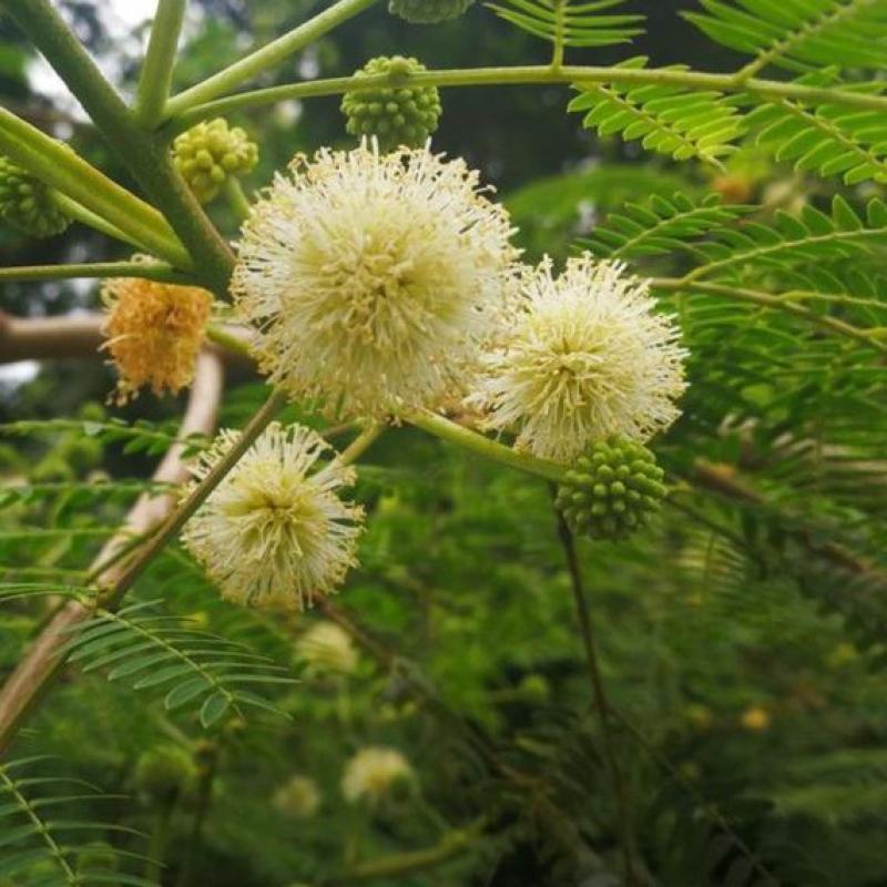 银合欢种子耐旱耐寒观赏绿化行道树荒山造林绿肥饲