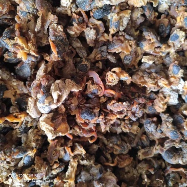 扇贝扇贝边扇贝肉鱼干鱼粉