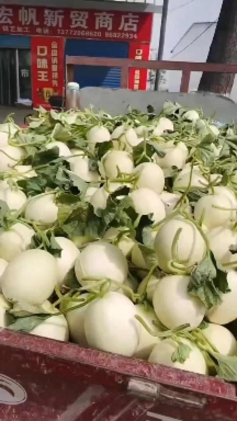 (实力供货)陕西甜瓜大量上市，需要的联系