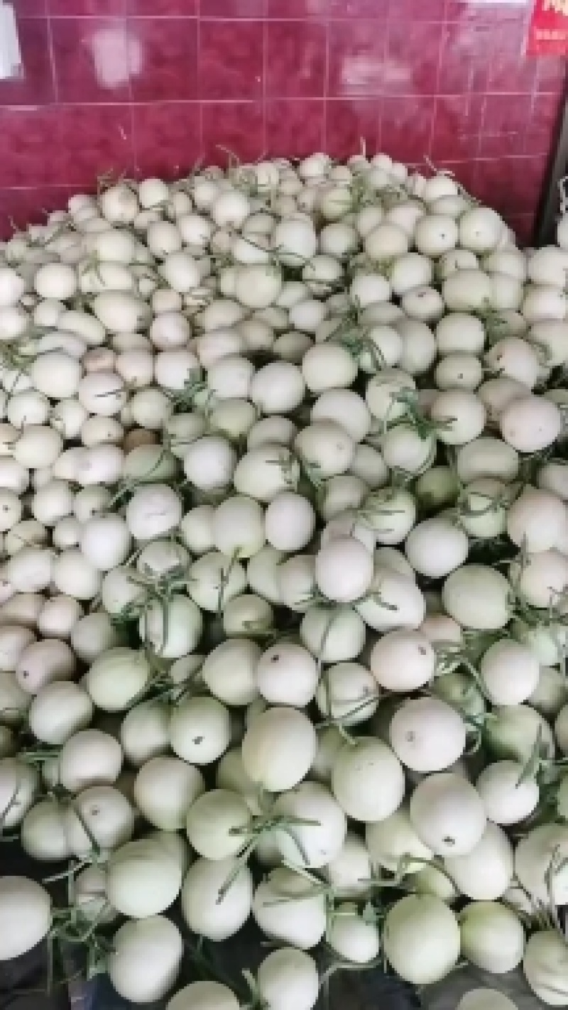 (实力供货)陕西甜瓜大量上市，需要的联系