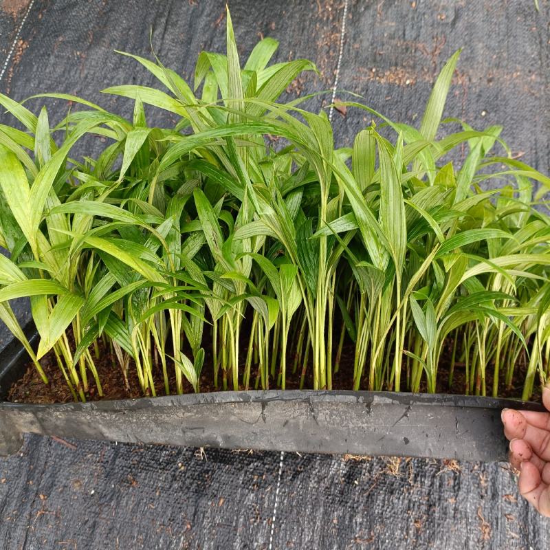 假槟榔苗庭院四季常青棕榈科观叶植物盆栽绿植美观