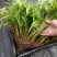 假槟榔苗庭院四季常青棕榈科观叶植物盆栽绿植美观