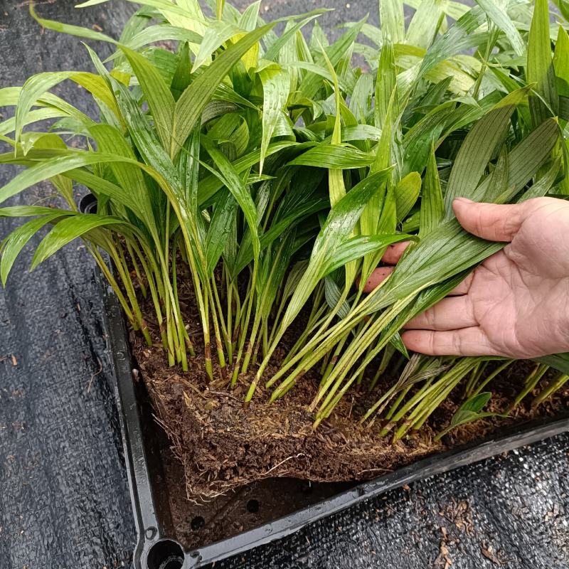 假槟榔苗庭院四季常青棕榈科观叶植物盆栽绿植美观