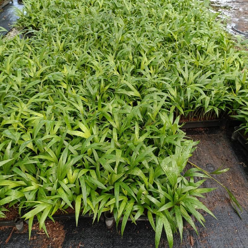 假槟榔苗庭院四季常青棕榈科观叶植物盆栽绿植美观