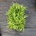 假槟榔苗庭院四季常青棕榈科观叶植物盆栽绿植美观