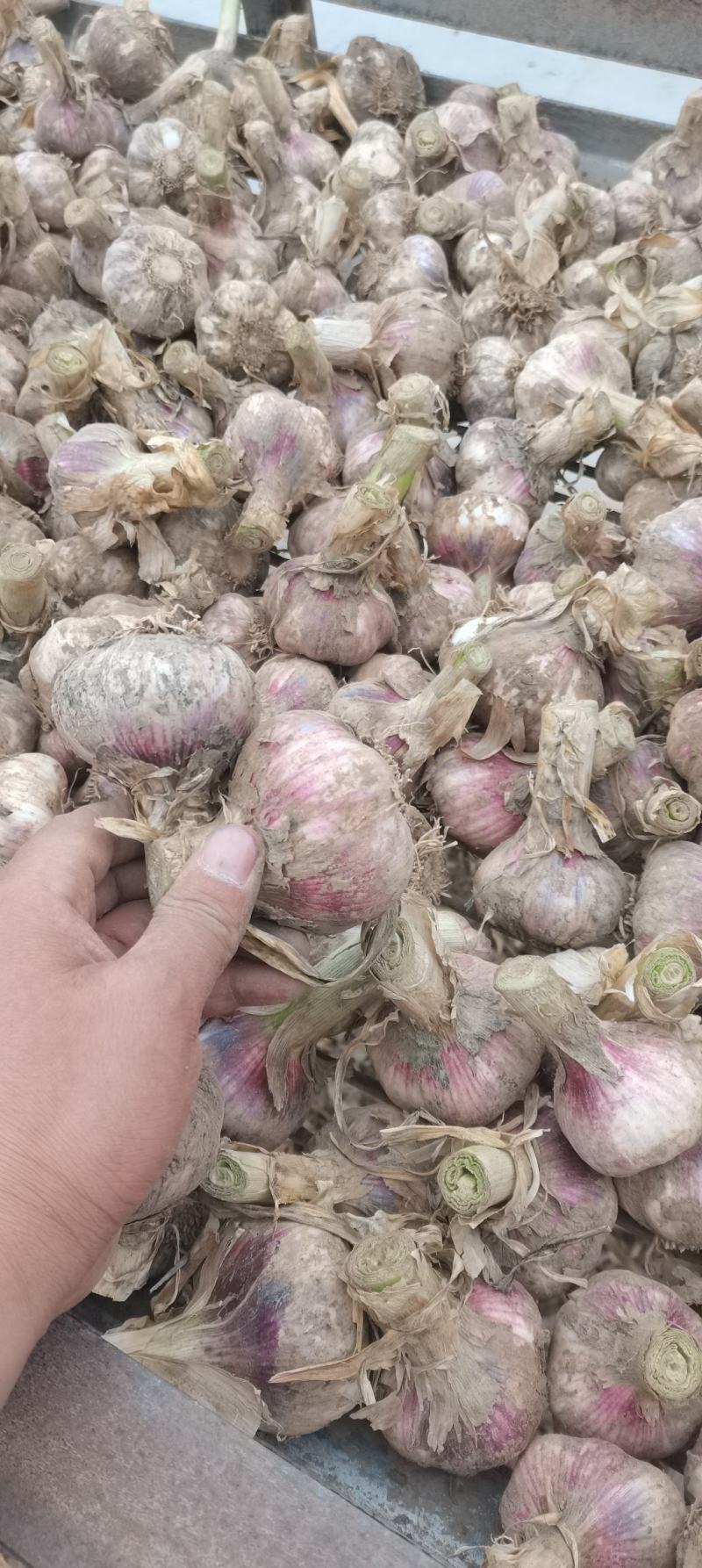 大蒜，带苗蒜，淤泥紫皮大蒜头，产地直发，欢迎各地老板联系