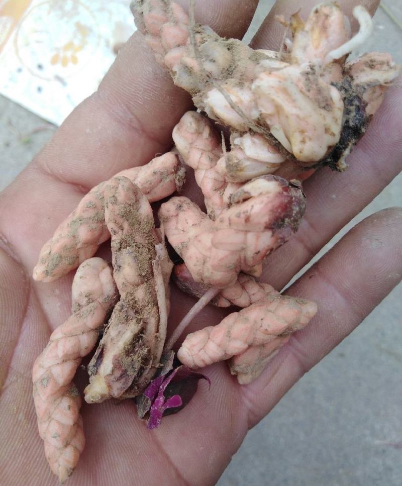 紫叶杂酱草种球一手货源，产地直发，价格优惠，欢迎采购