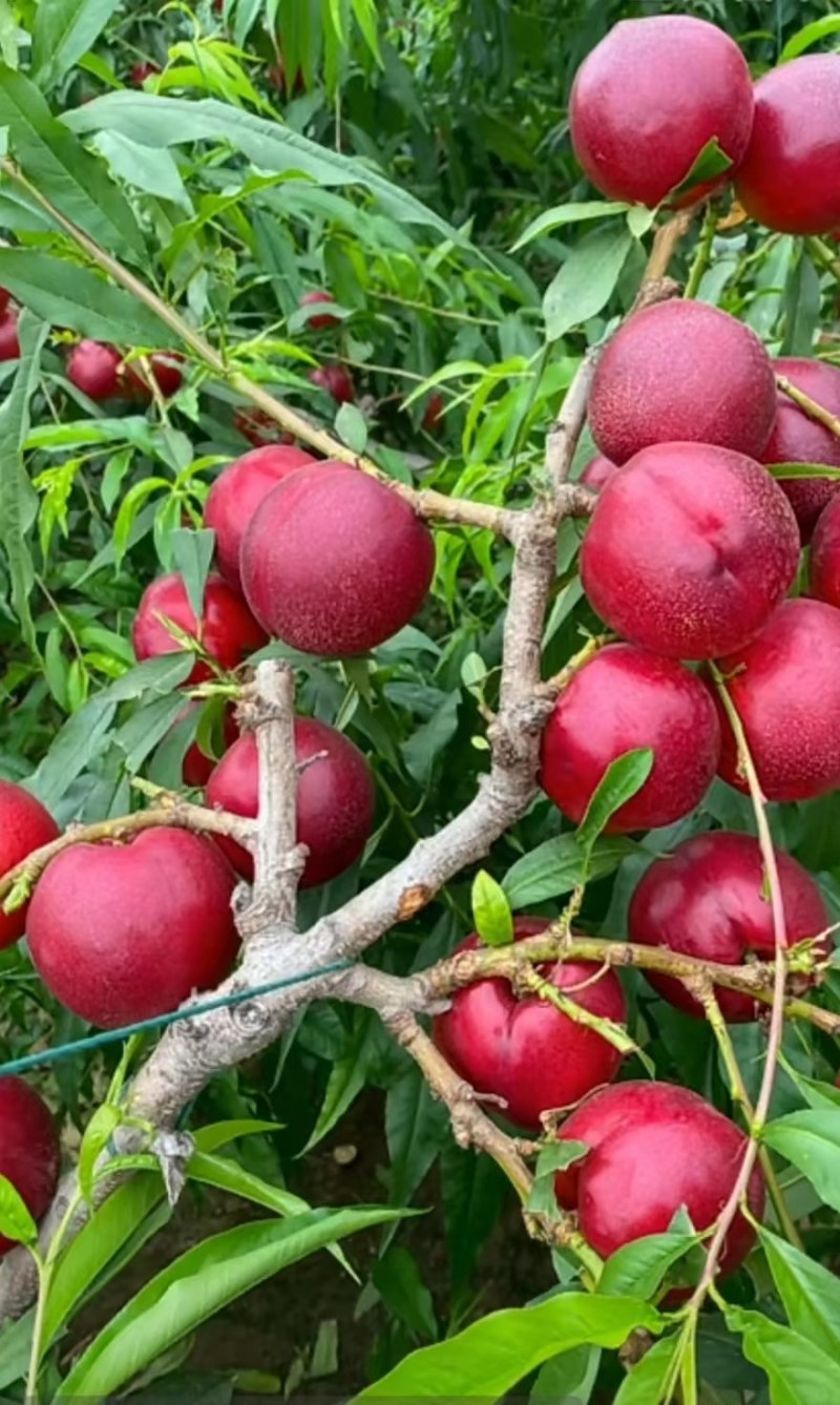 辽南油桃大量上市中口感个头大价格优