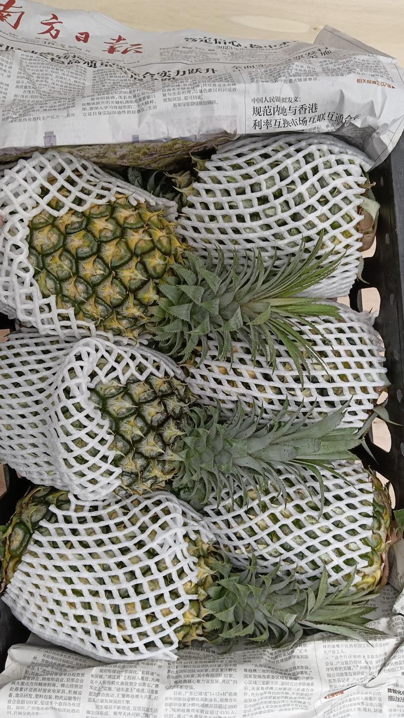 【热卖推荐】菠萝现货量大从优欢迎选购对接全国市场