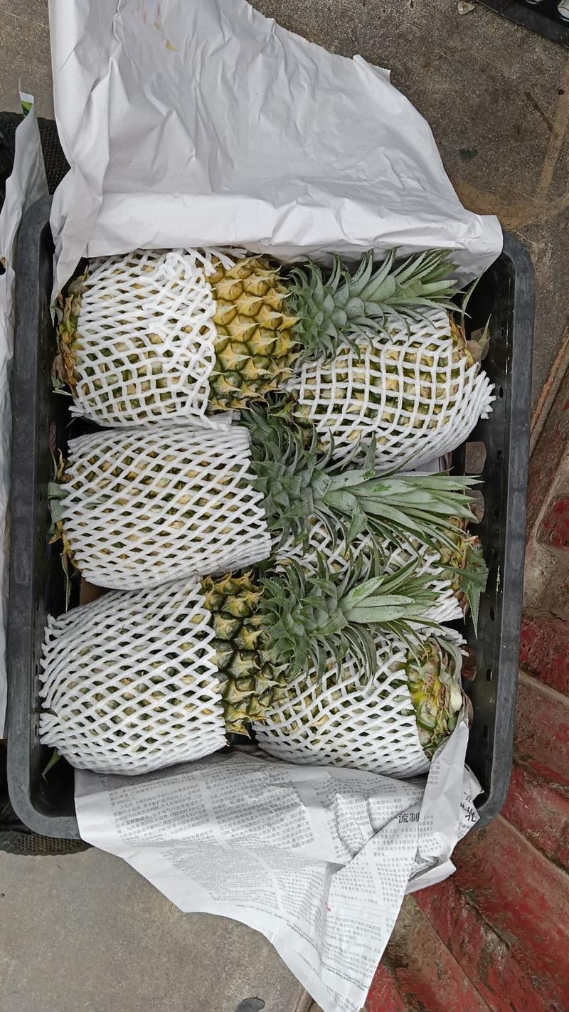 【热卖推荐】菠萝现货量大从优欢迎选购对接全国市场