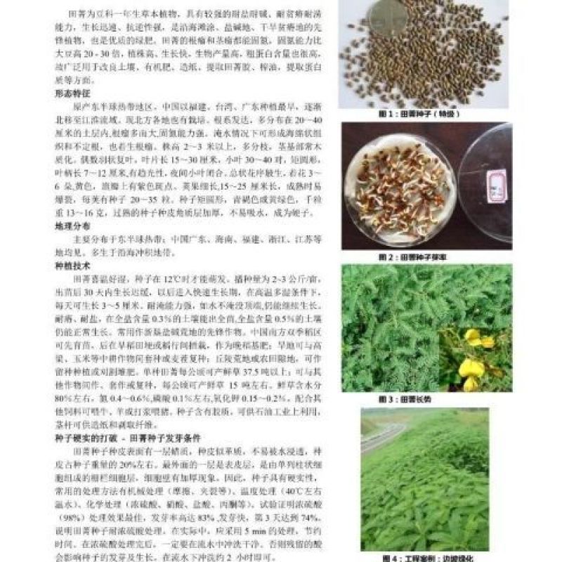 田箐种子田菁青林果园固氮绿肥籽青饲料牧草植物改良