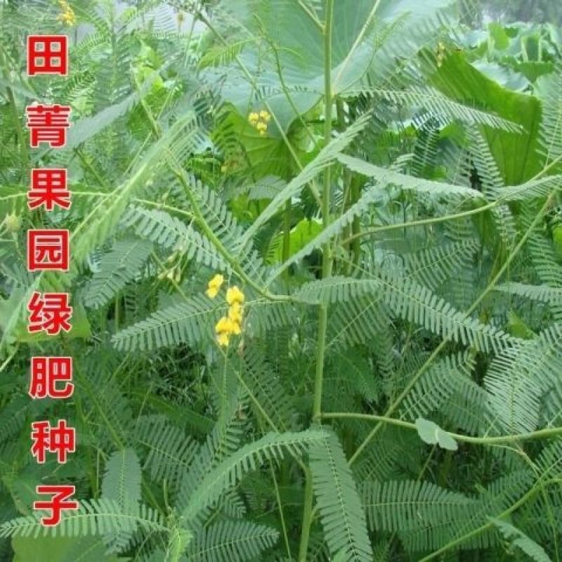 田箐种子田菁青林果园固氮绿肥籽青饲料牧草植物改良