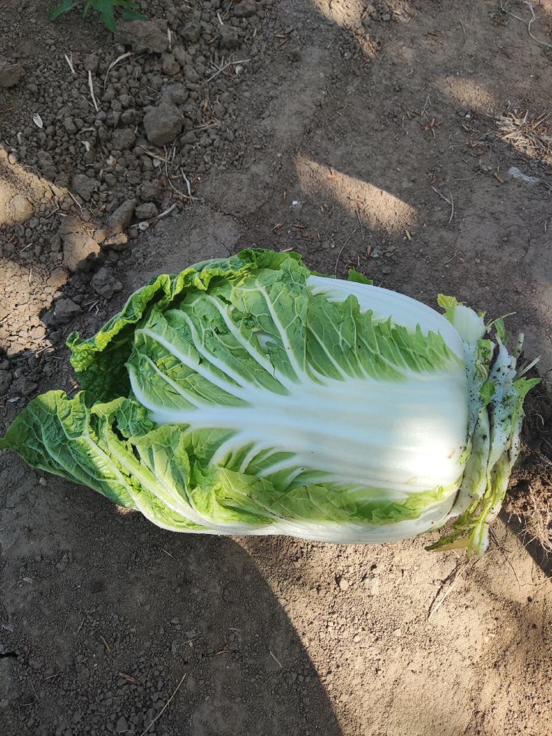 大白菜