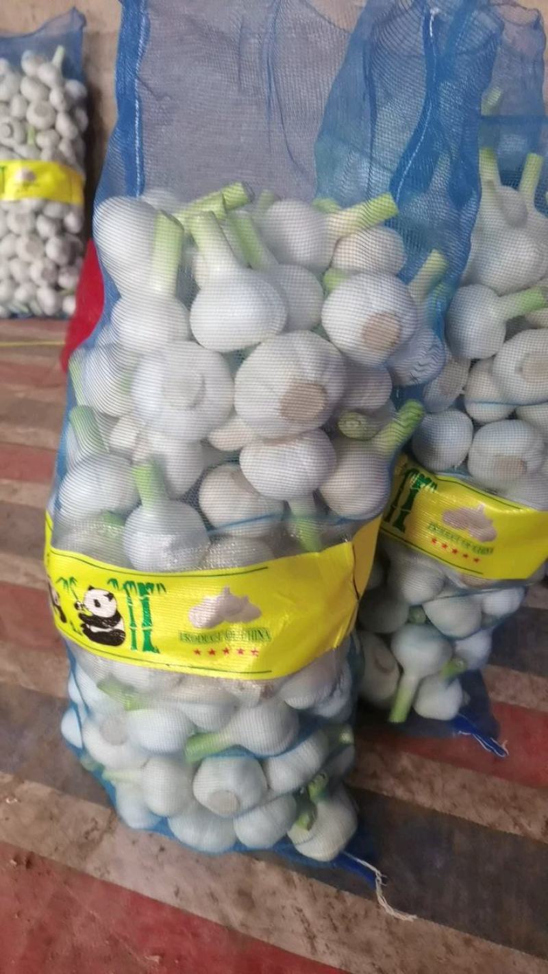 河南省淮阳区，蒜苔，扒皮鲜蒜，淮阳原皮鲜蒜大量供应中。。