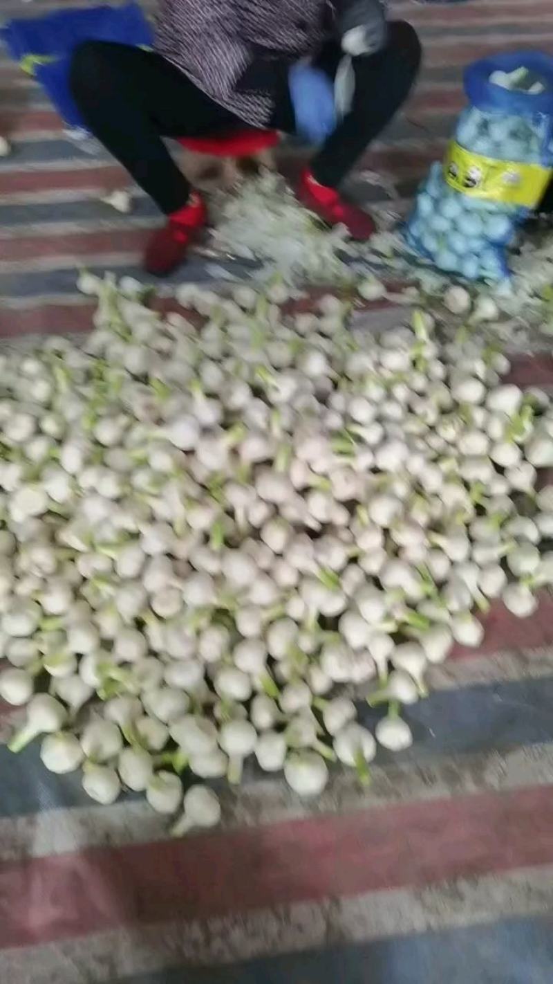 河南省淮阳区，蒜苔，扒皮鲜蒜，淮阳原皮鲜蒜大量供应中。。