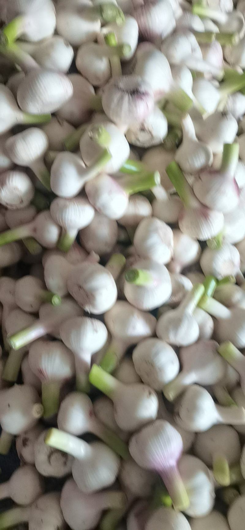 河南省淮阳区，蒜苔，扒皮鲜蒜，淮阳原皮鲜蒜大量供应中。。