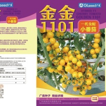 番茄种子金金1101番茄，100粒/包，零售价60元