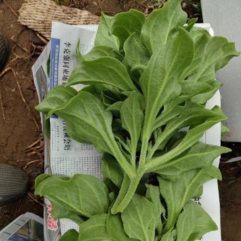 河北冰草，基地直供，箱装打包发货，质量保证，欢迎电联订购