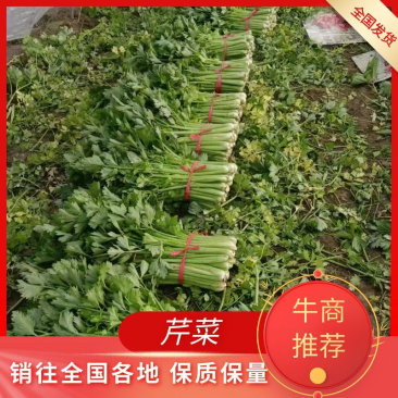 大棚西芹大量上市，欢迎采购。