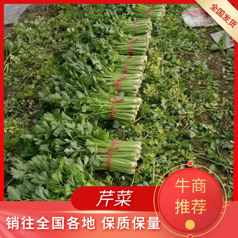 大棚西芹大量上市，欢迎采购。