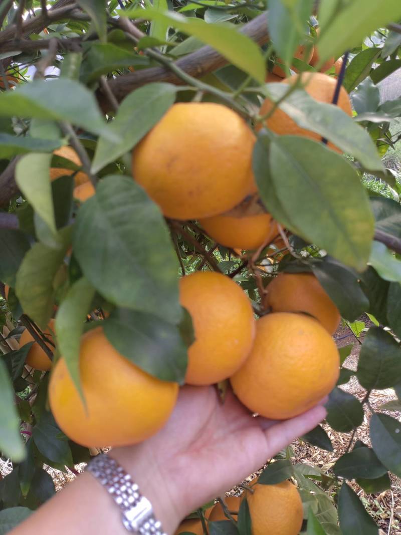 沃柑