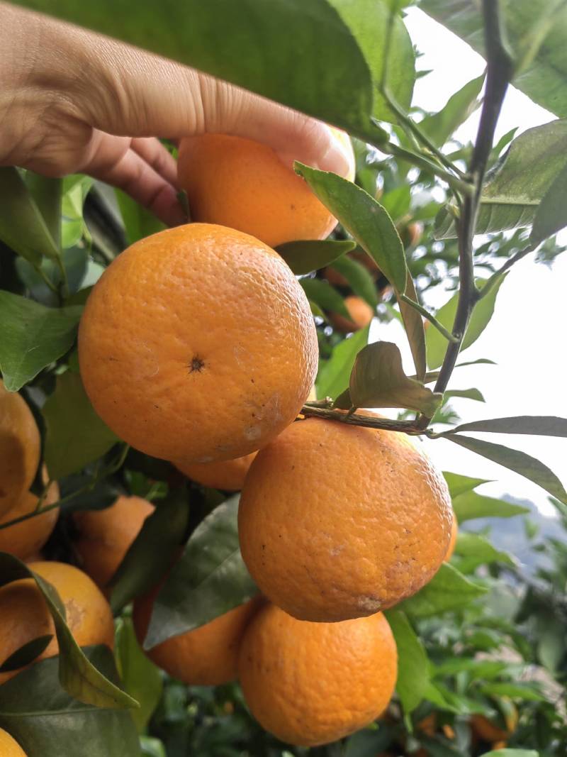 沃柑