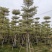 锦叶榄仁（花叶榄仁）10-12公分诚信经营保质保量