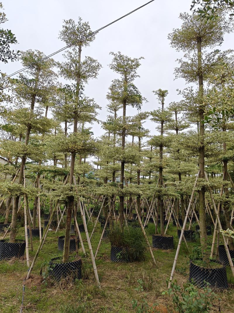 锦叶榄仁（花叶榄仁）10-12公分诚信经营保质保量