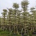 锦叶榄仁（花叶榄仁）10-12公分诚信经营保质保量