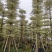 锦叶榄仁（花叶榄仁）10-12公分诚信经营保质保量
