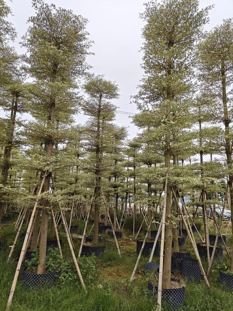 锦叶榄仁（花叶榄仁）10-12公分诚信经营保质保量