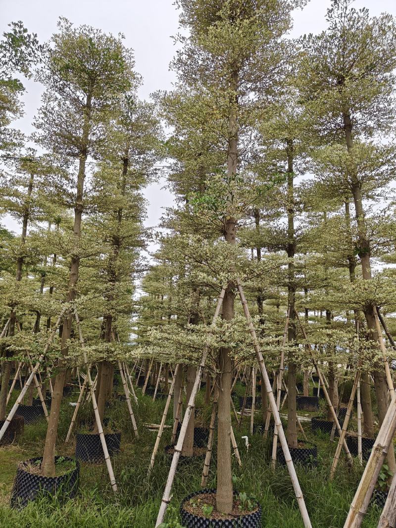锦叶榄仁（花叶榄仁）10-12公分诚信经营保质保量
