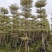 锦叶榄仁（花叶榄仁）10-12公分诚信经营保质保量