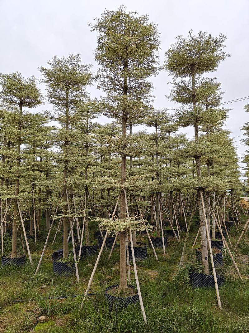 锦叶榄仁（花叶榄仁）10-12公分诚信经营保质保量