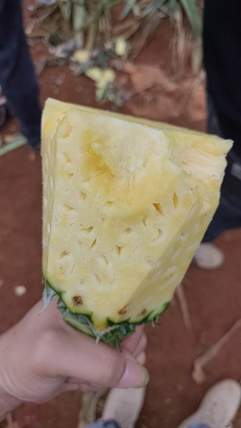 【推荐】广东湛江菠萝基地发货大量供应一手货源价格合适